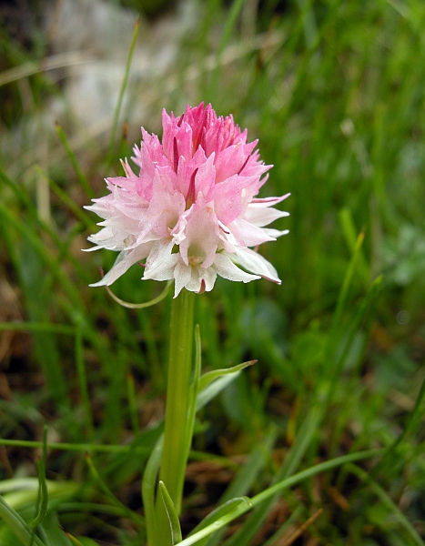 Nigritella widderi